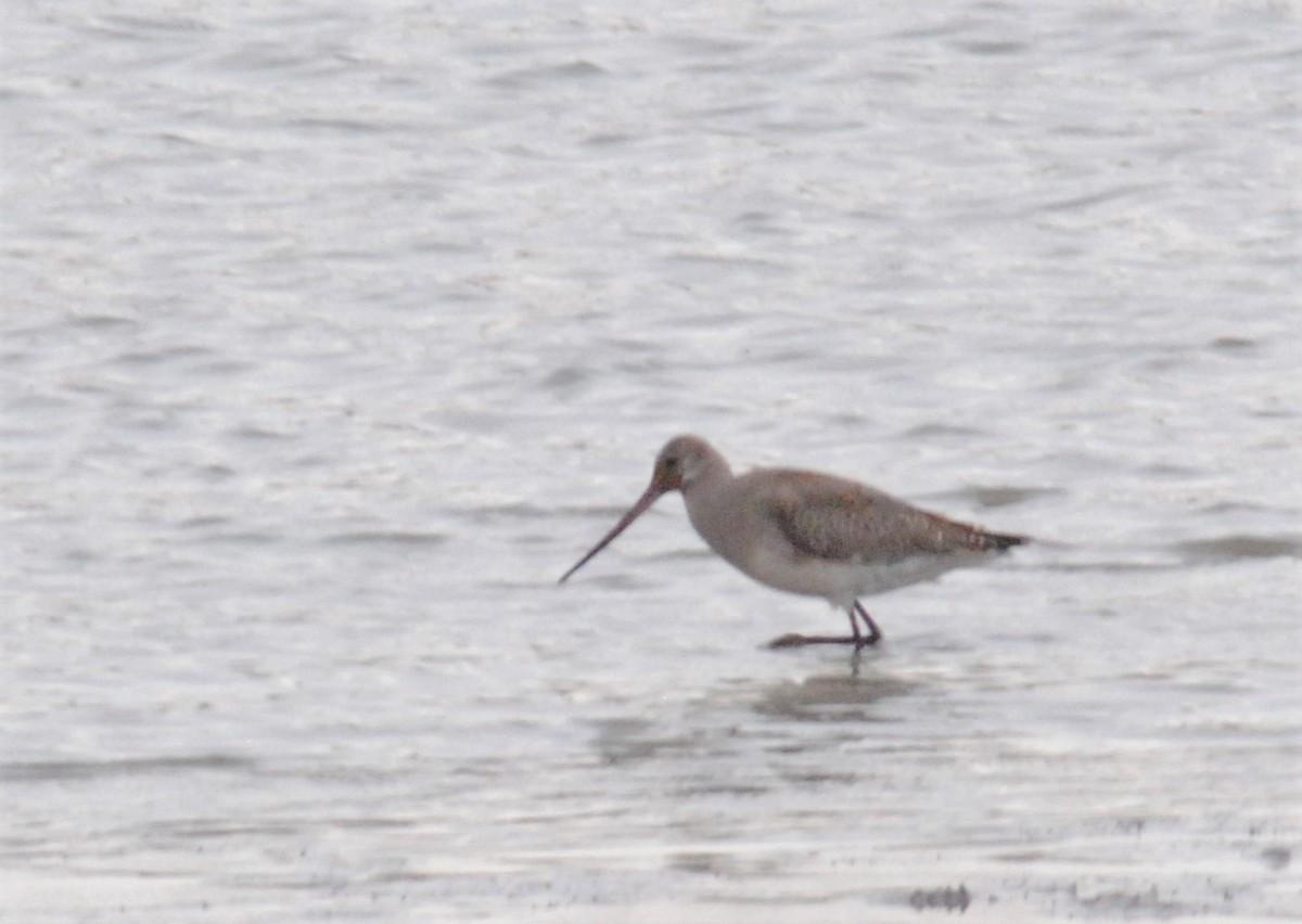 Hudsonian Godwit - ML500878331