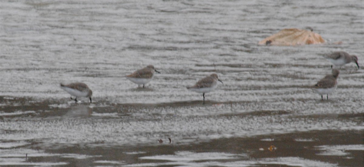 Dunlin - ML500878391