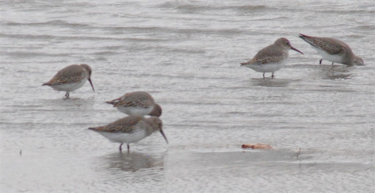Dunlin - ML500878471