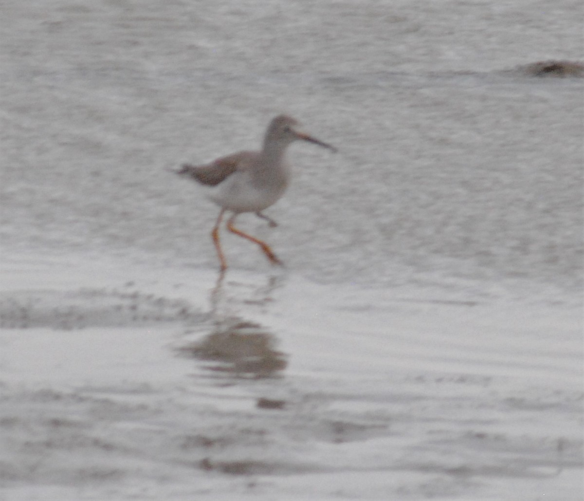 Greater Yellowlegs - ML500878561