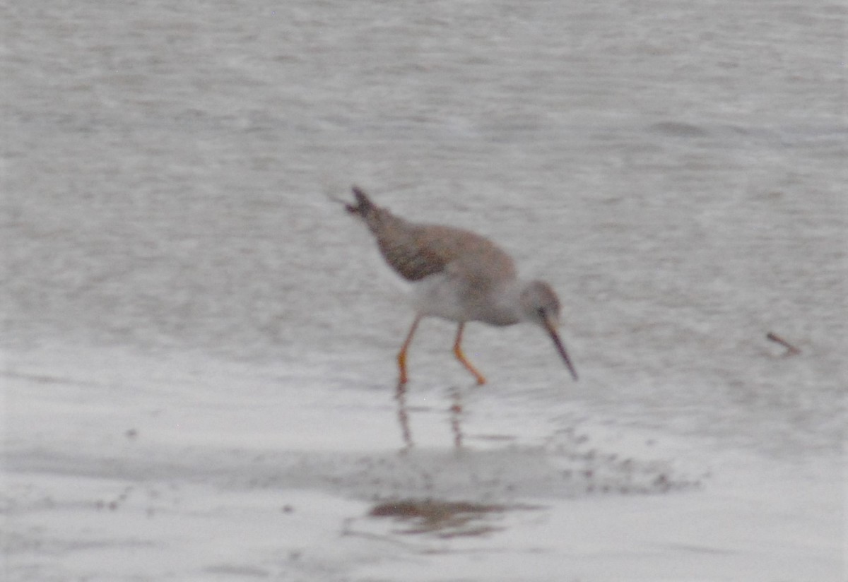 Greater Yellowlegs - ML500878621