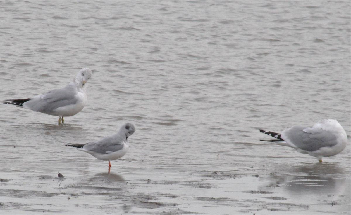 Bonaparte's Gull - ML500878781