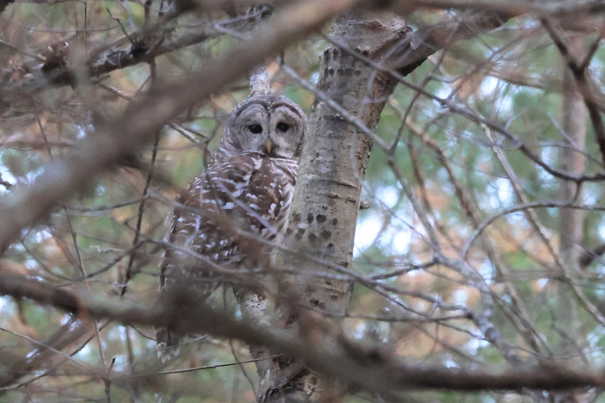 Barred Owl - David Nelson