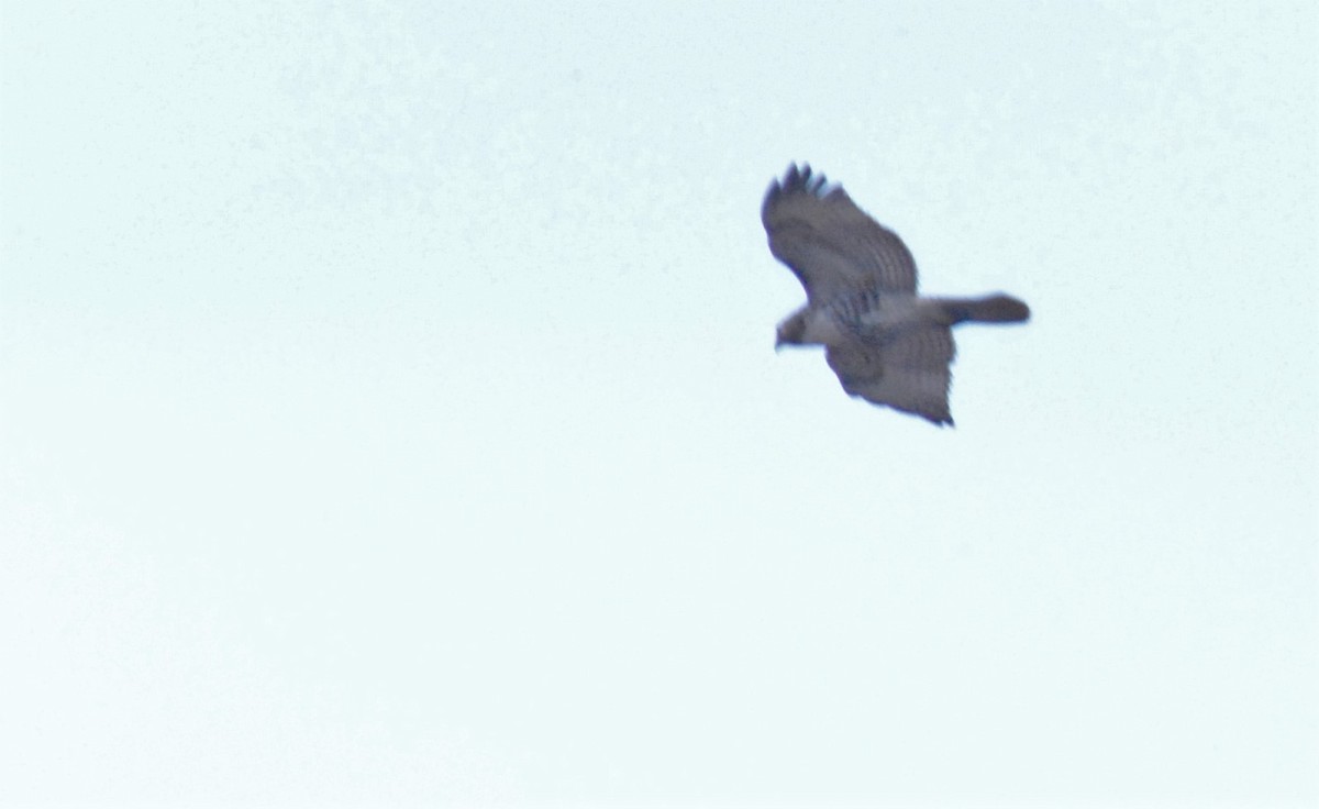 Red-tailed Hawk - ML500878981