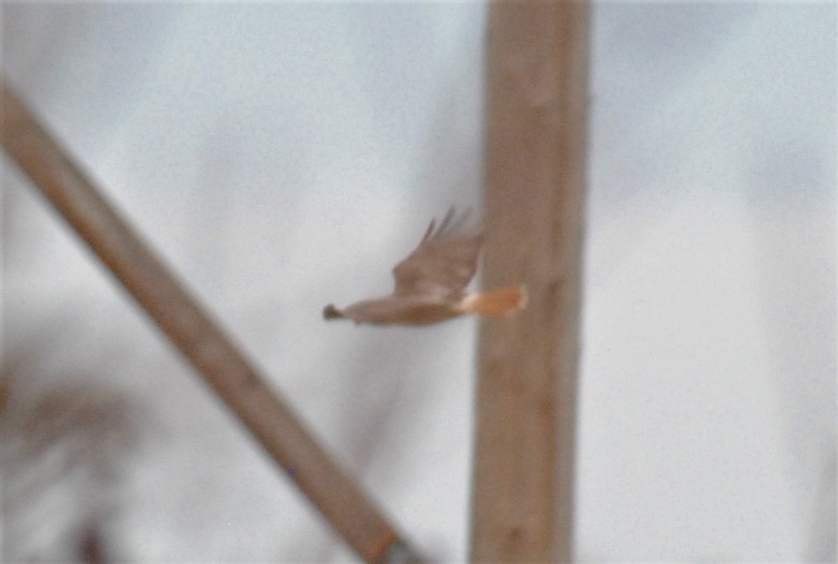 Red-tailed Hawk - ML500879041