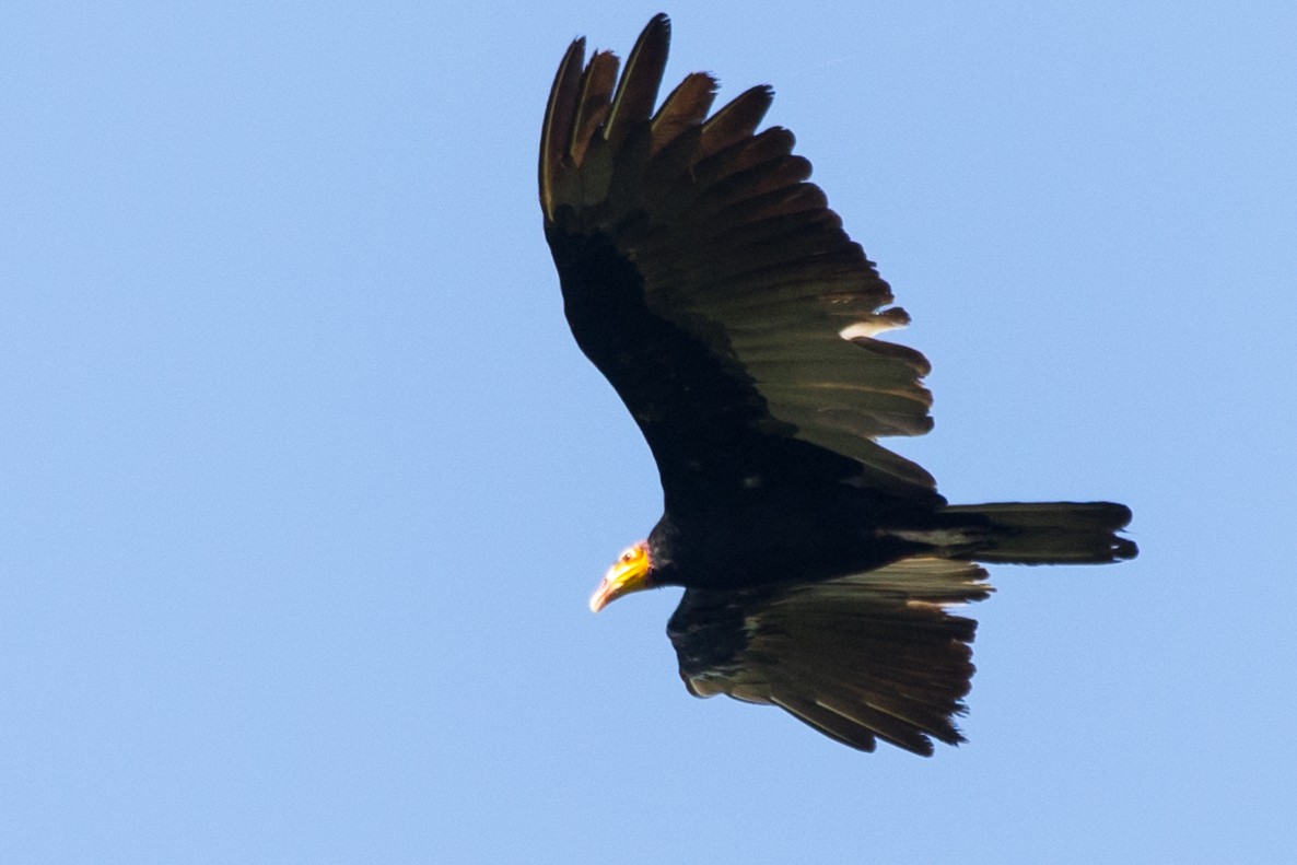 Greater Yellow-headed Vulture - ML500882041