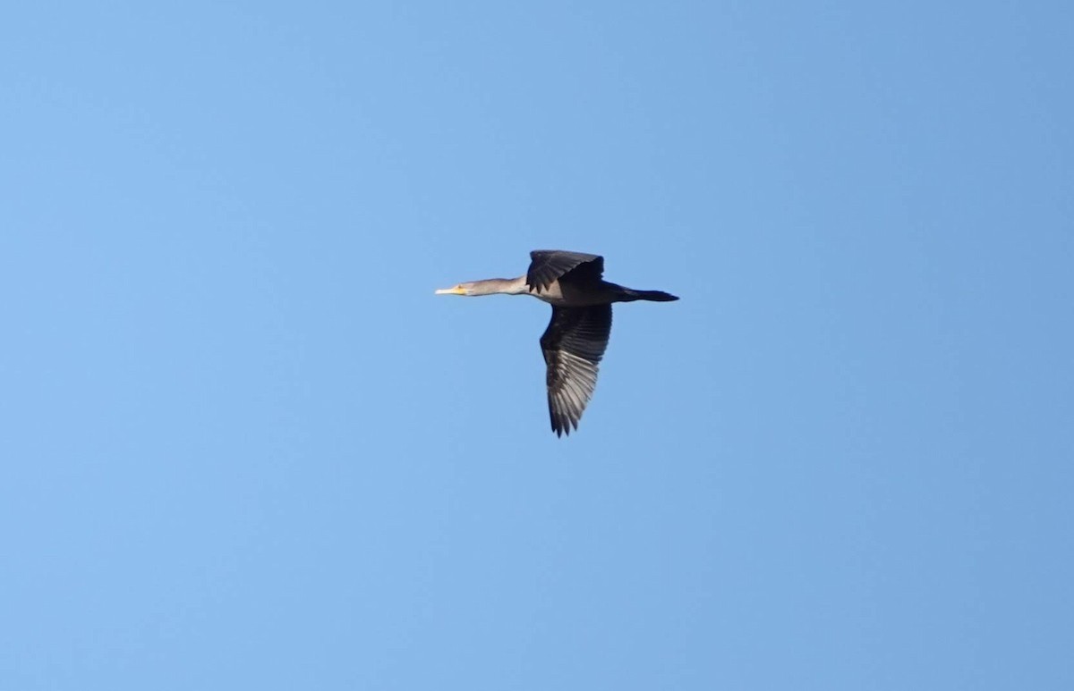 Double-crested Cormorant - Jean Crépeau