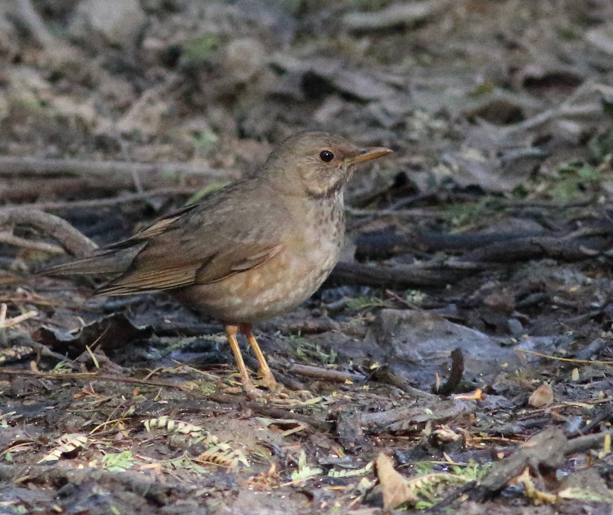 Zorzal Unicolor - ML50088361