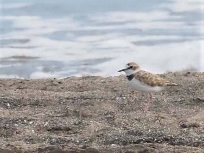Collared Plover - ML500884551
