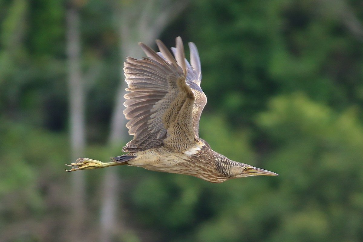 Pinnated Bittern - ML500885941