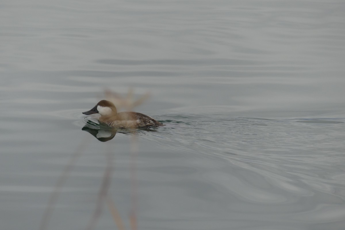 Ruddy Duck - ML500887061