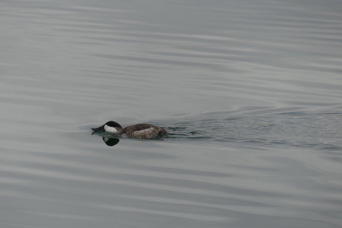 Ruddy Duck - ML500887071