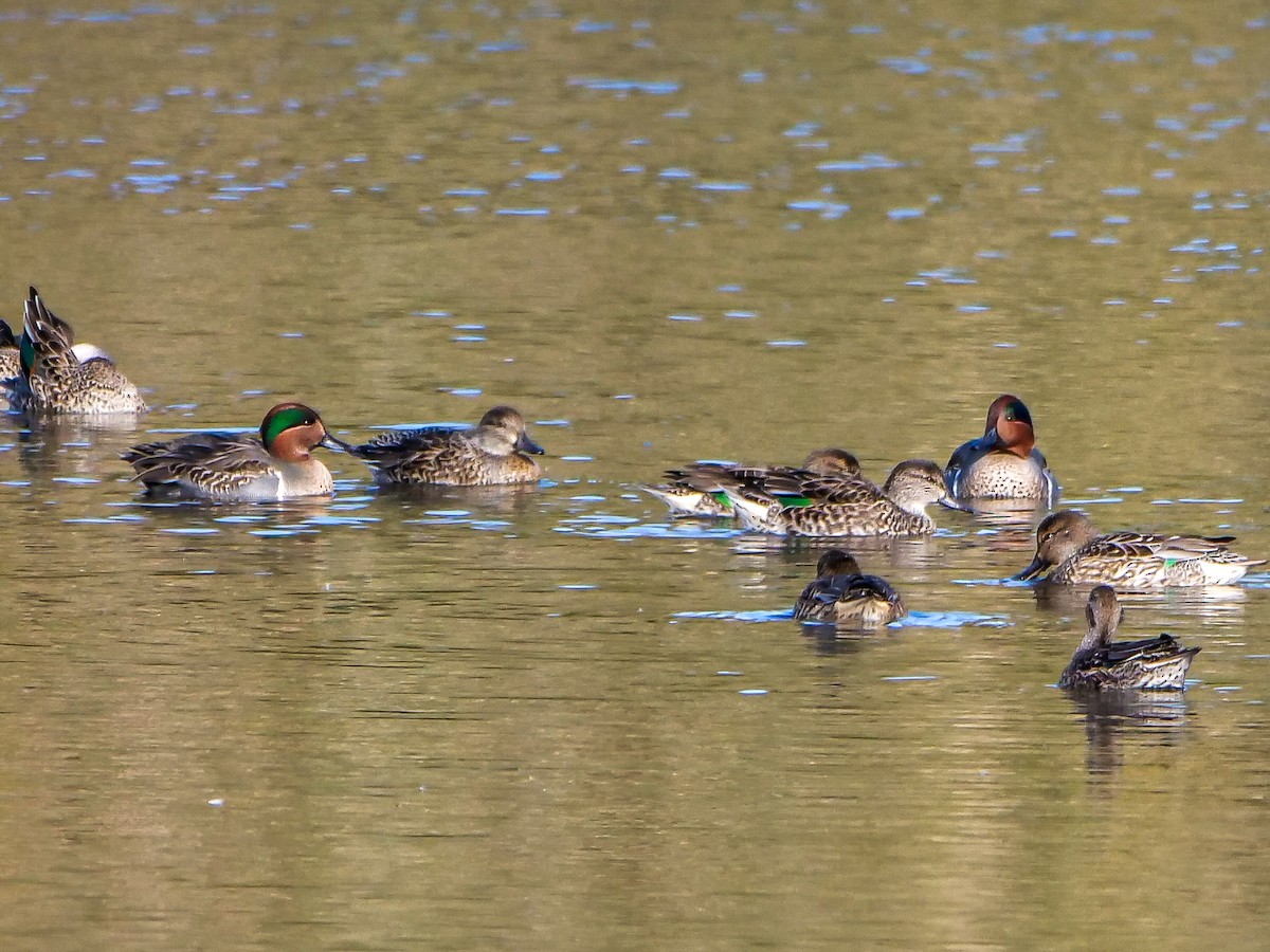 Green-winged Teal - ML500888851