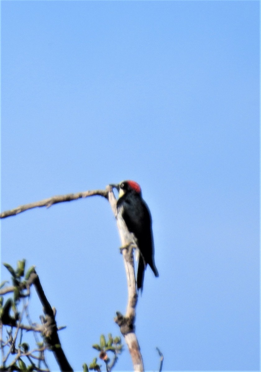 Acorn Woodpecker - ML500889441