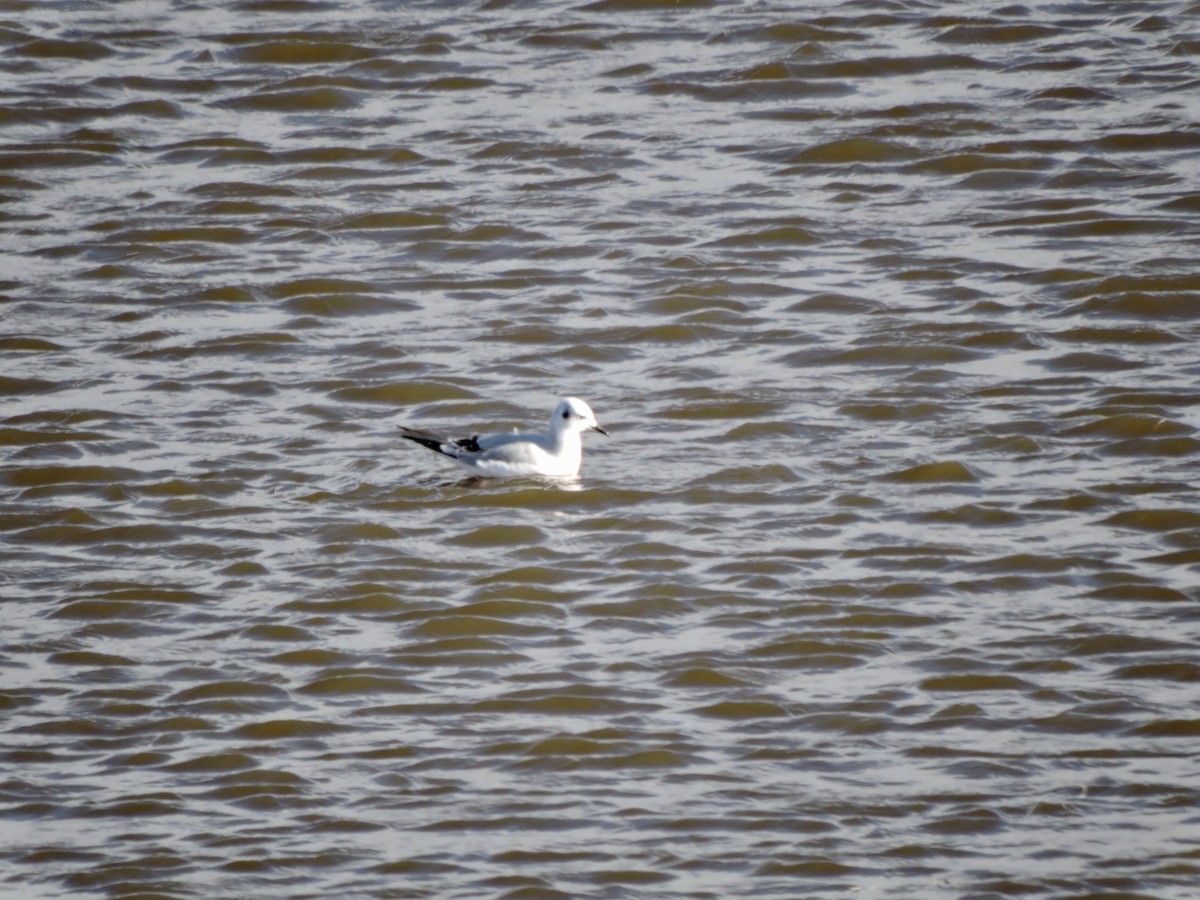 Bonaparte's Gull - ML500890431