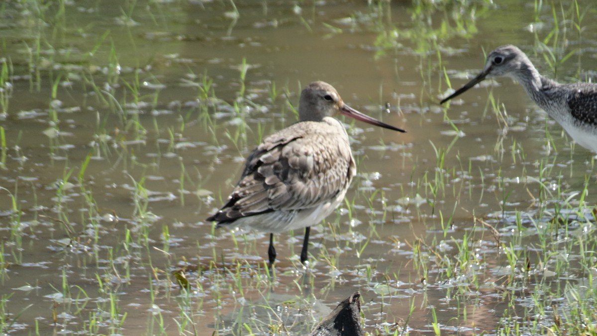 Hudsonian Godwit - ML500890731