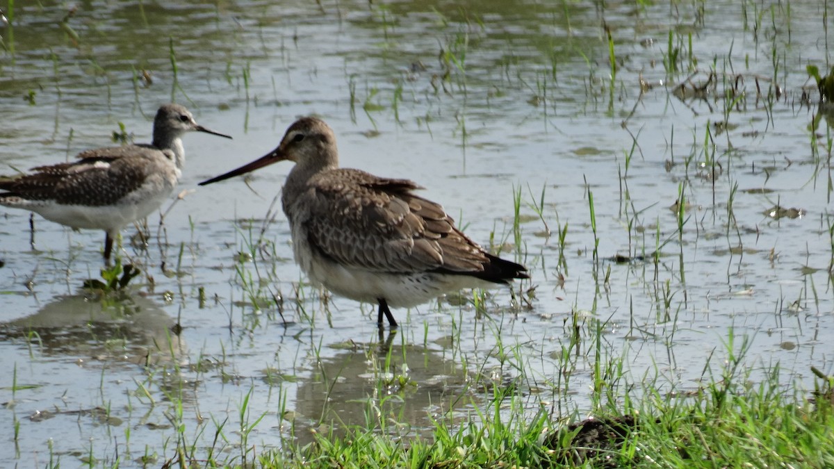 Hudsonian Godwit - ML500890741