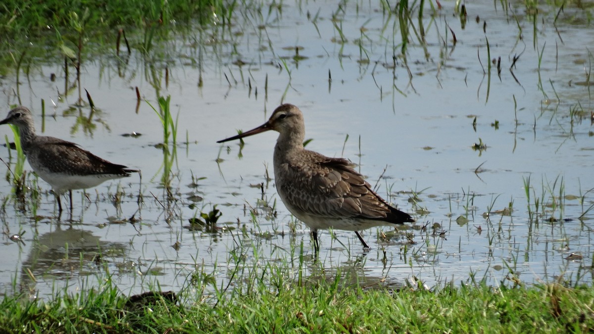 Hudsonian Godwit - ML500890761