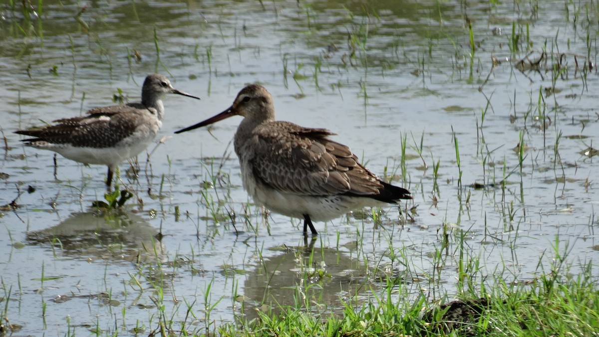 Hudsonian Godwit - ML500890781