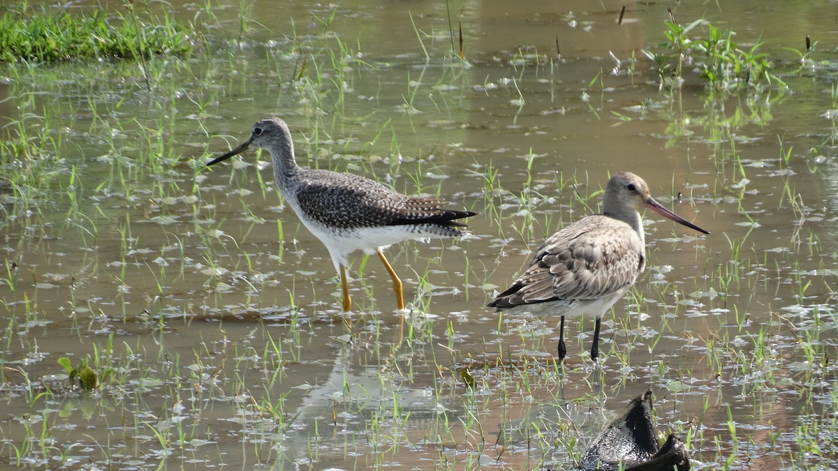 Hudsonian Godwit - Kenrith Carter