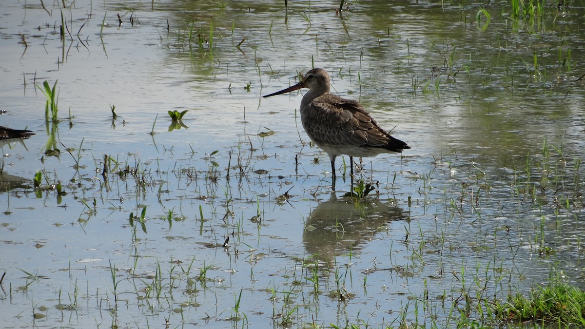 Hudsonian Godwit - ML500890801