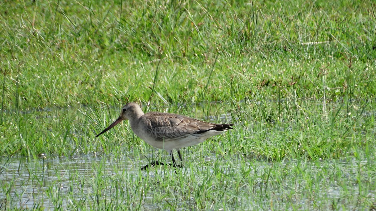 Hudsonian Godwit - ML500890811