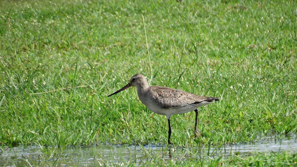 Hudsonian Godwit - Kenrith Carter