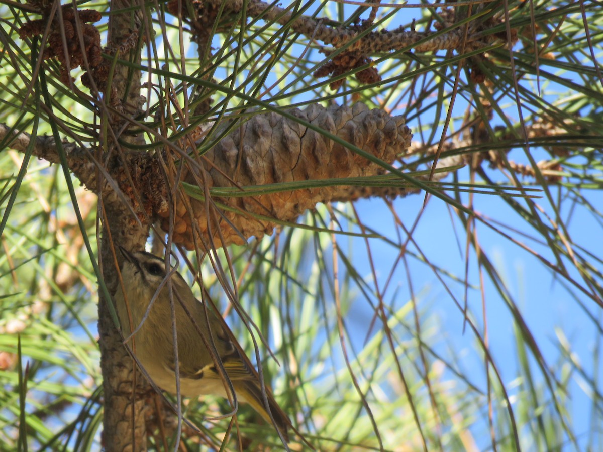 Roitelet à couronne dorée - ML500891111