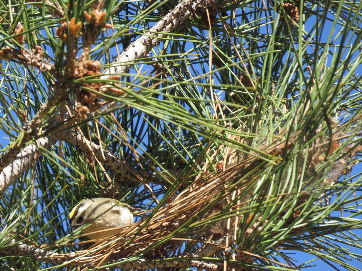 Golden-crowned Kinglet - Calvin Hardcastle