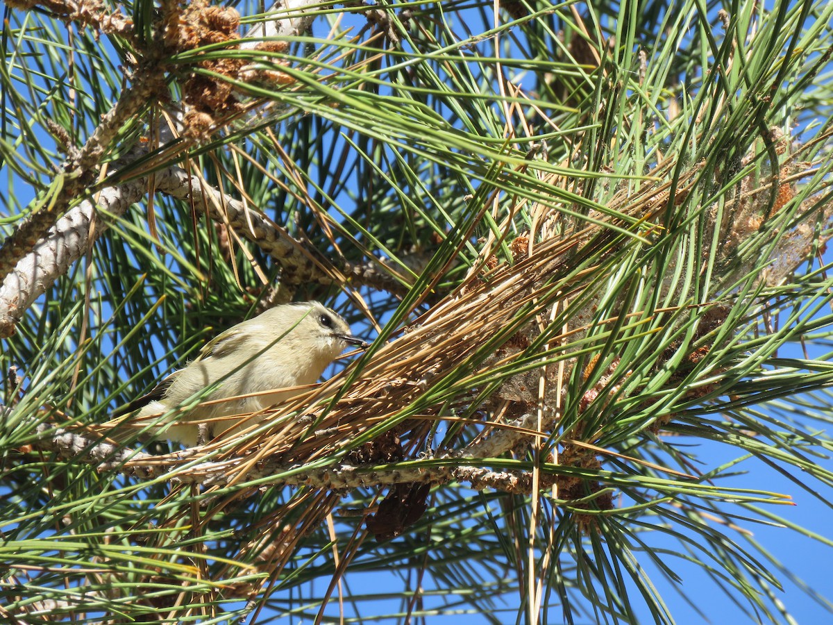 Golden-crowned Kinglet - Calvin Hardcastle