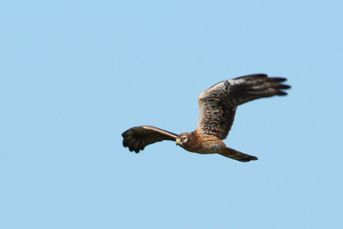 Montagu's Harrier - ML500891141