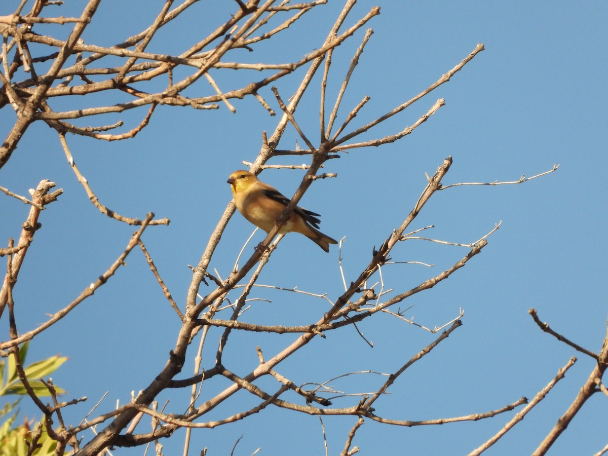 American Goldfinch - Sara Masuda