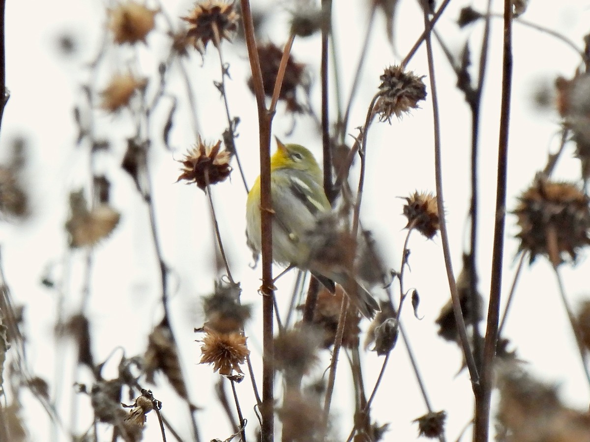 Northern Parula - ML500891721