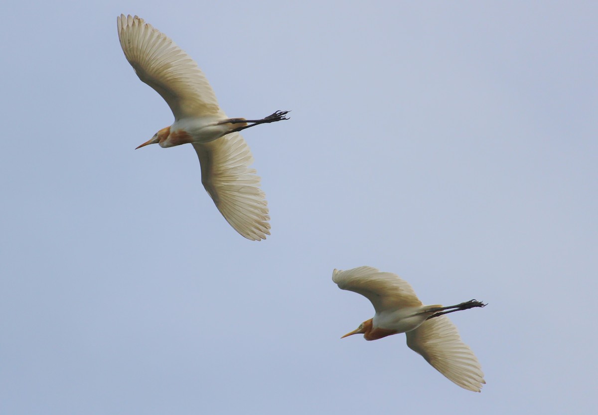 Eastern Cattle Egret - Bruno Durand