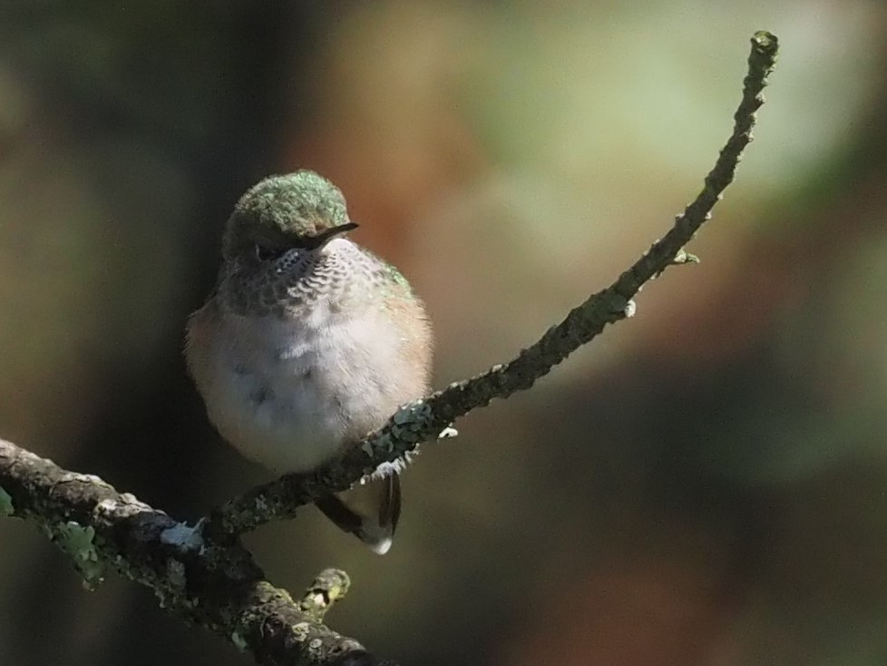 Geniş Kuyruklu Kolibri - ML500893271