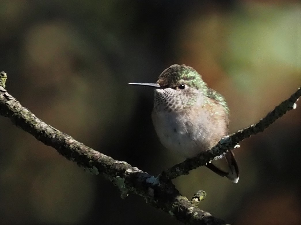 Broad-tailed Hummingbird - ML500893281