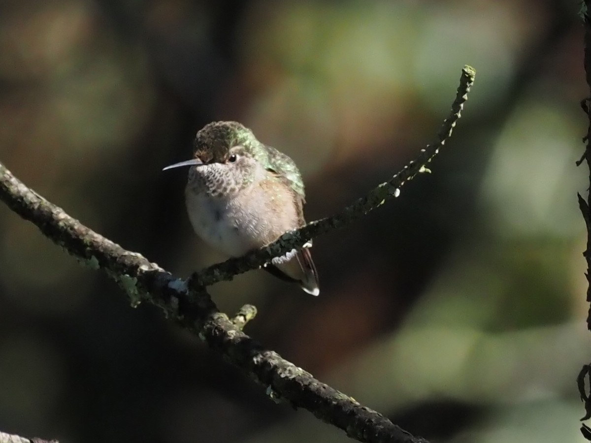 Broad-tailed Hummingbird - ML500893291