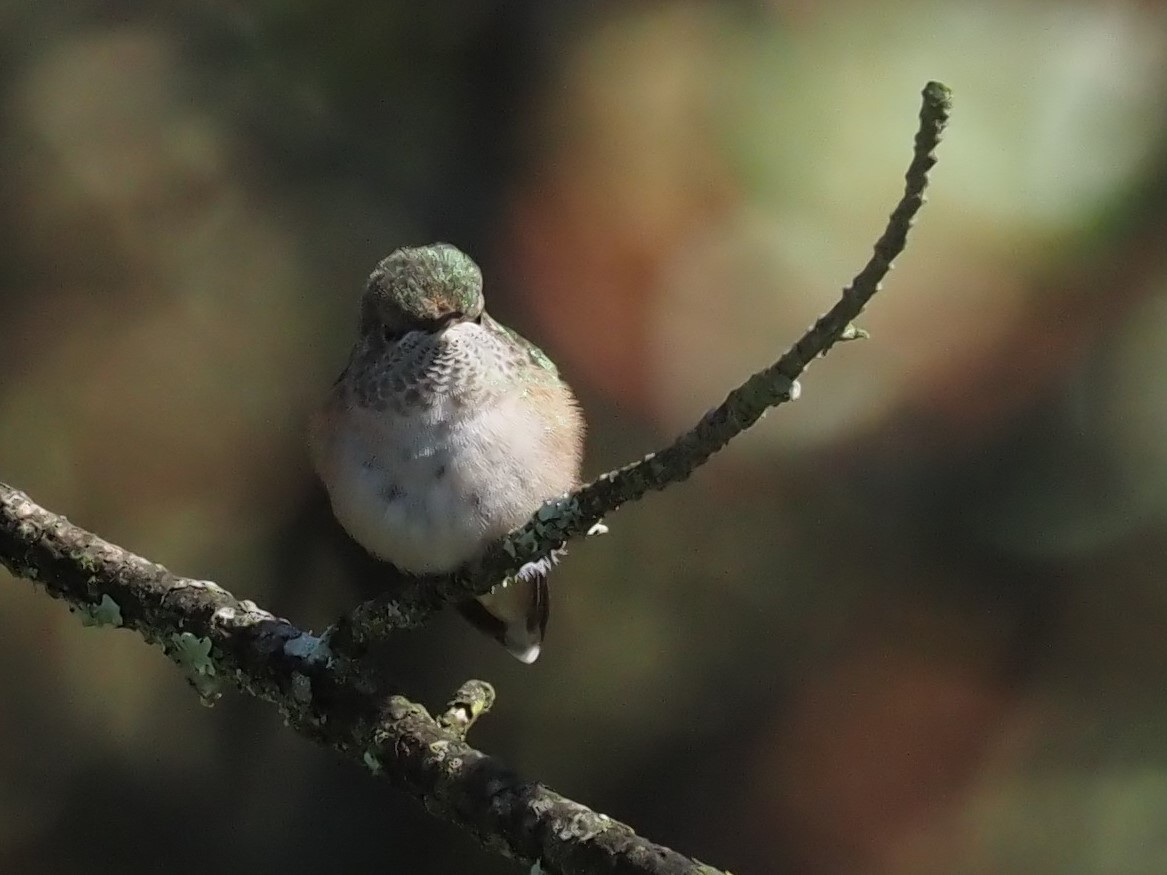 Broad-tailed Hummingbird - ML500893301