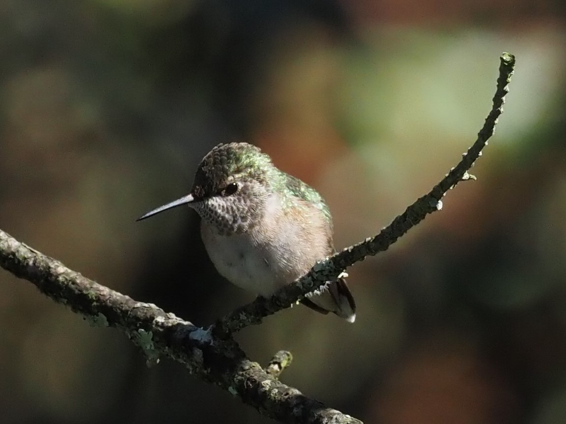 Broad-tailed Hummingbird - ML500893311