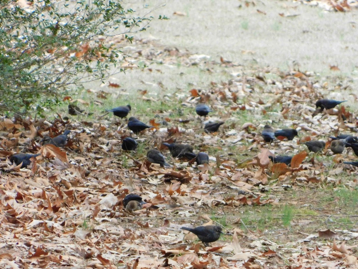 Rusty Blackbird - ML50089481