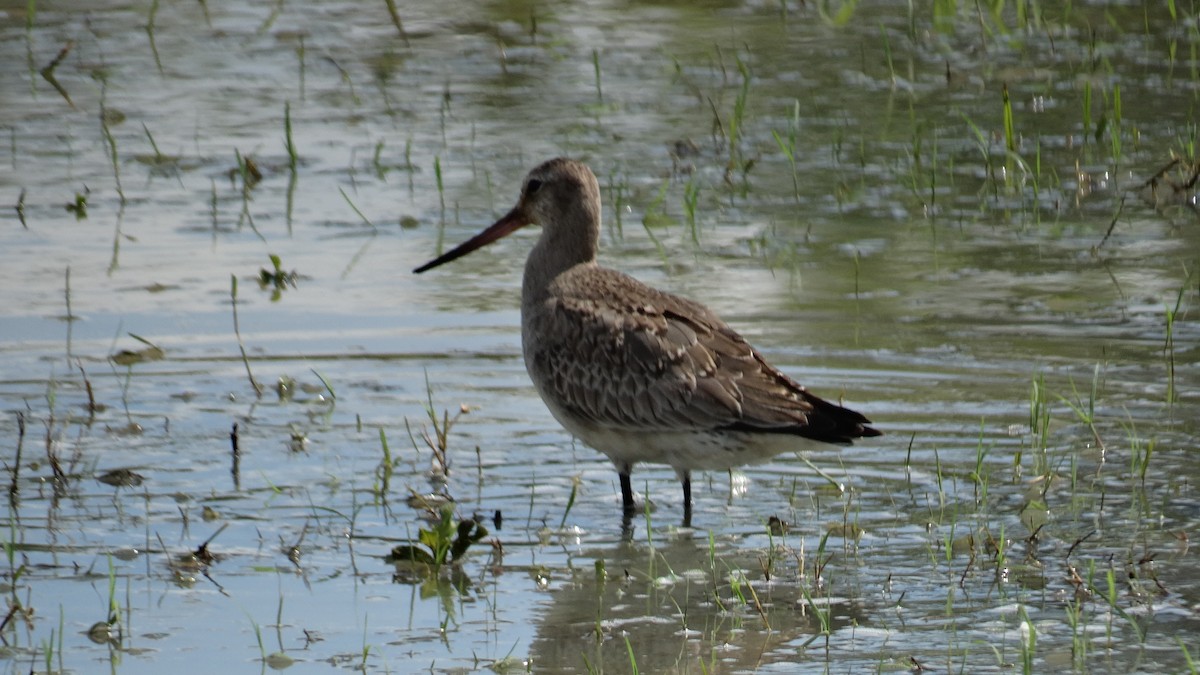 Hudsonian Godwit - ML500895531