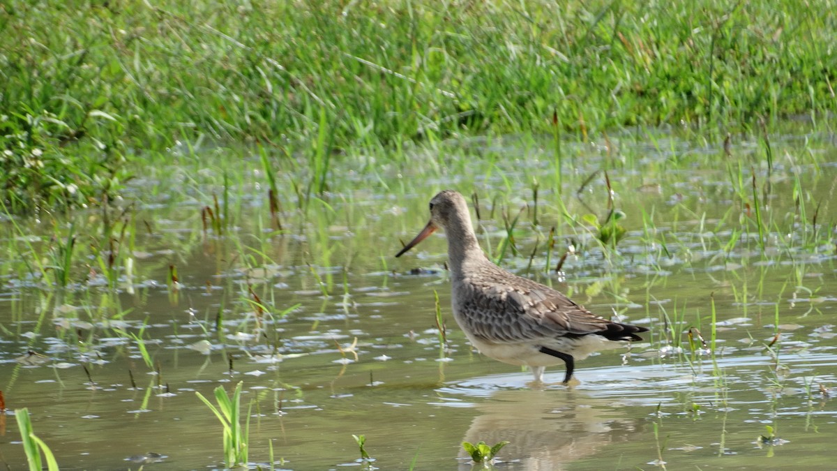 Hudsonian Godwit - ML500895541