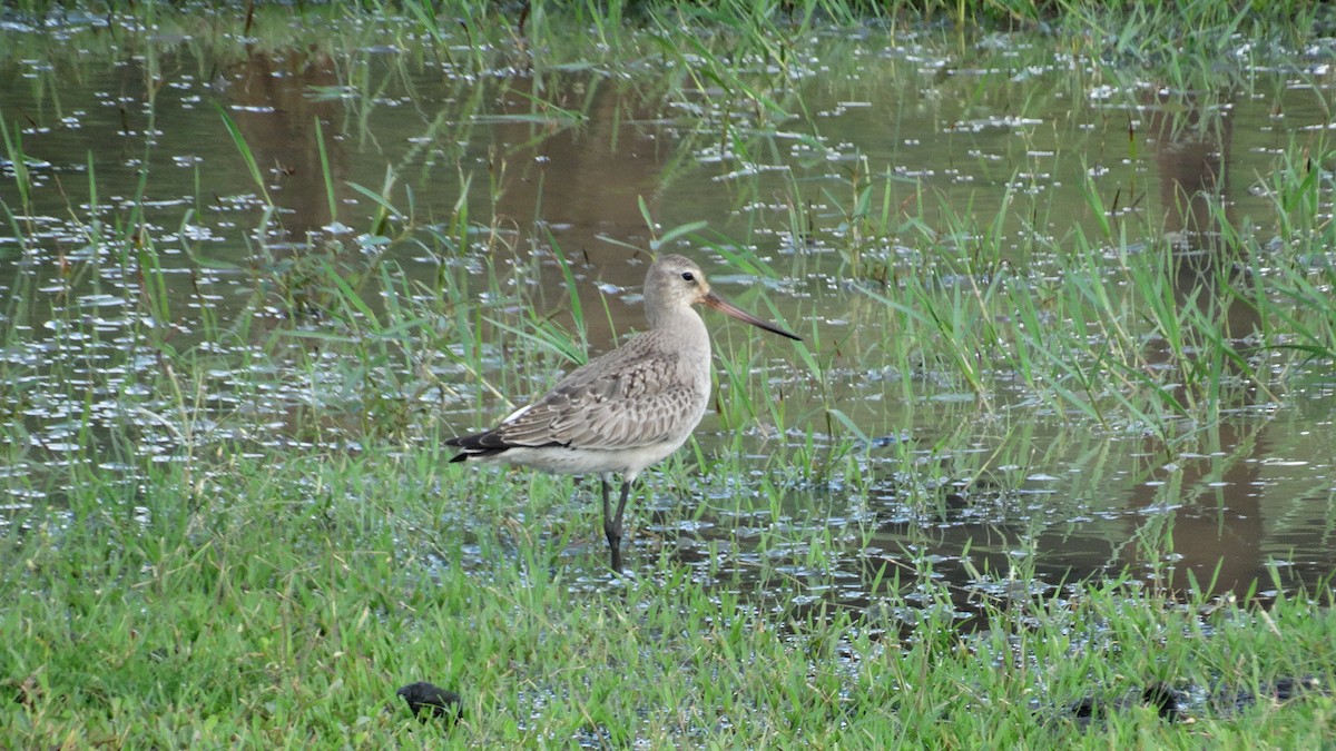 Hudsonian Godwit - ML500895561