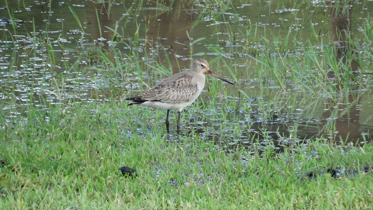 Hudsonian Godwit - ML500895571