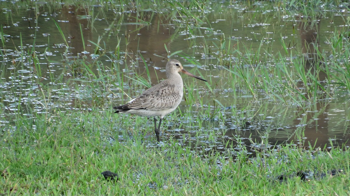 Hudsonian Godwit - ML500895591