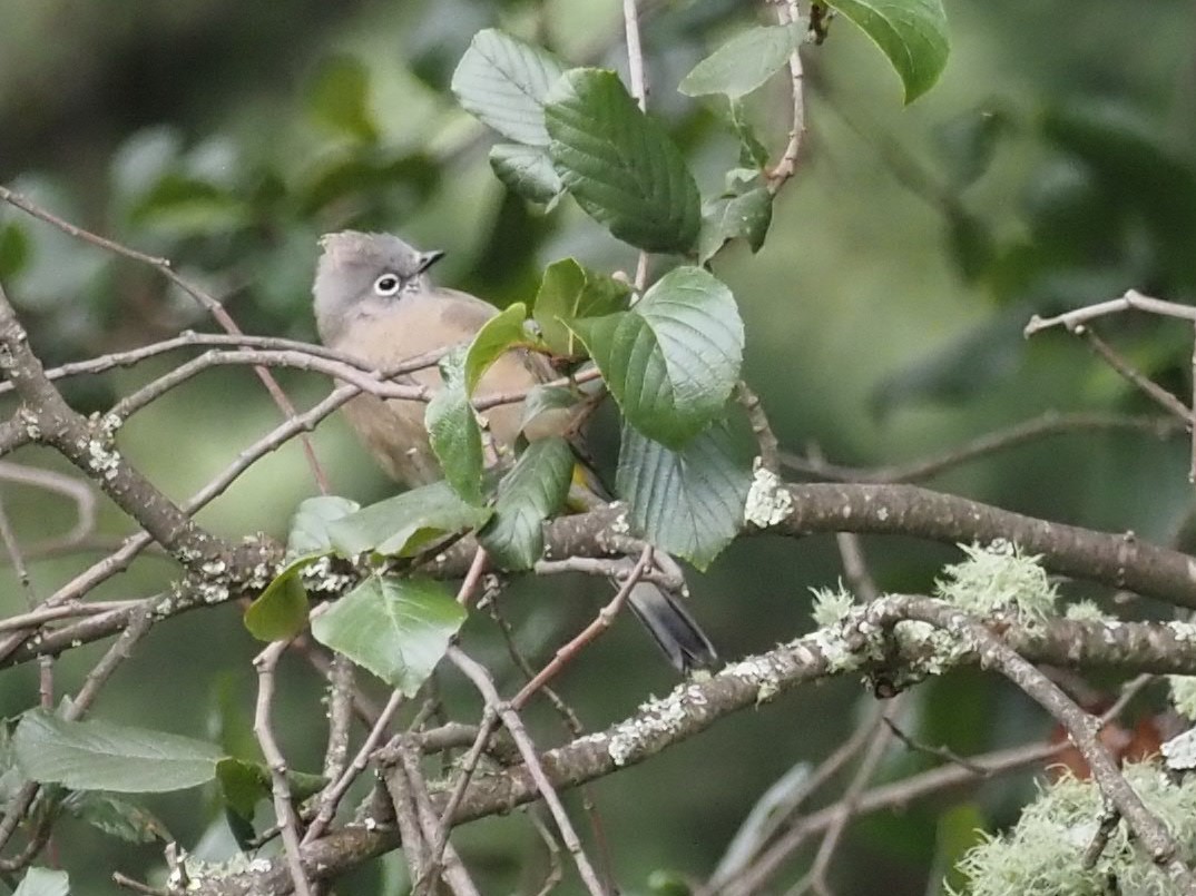 Gray Silky-flycatcher - ML500895611