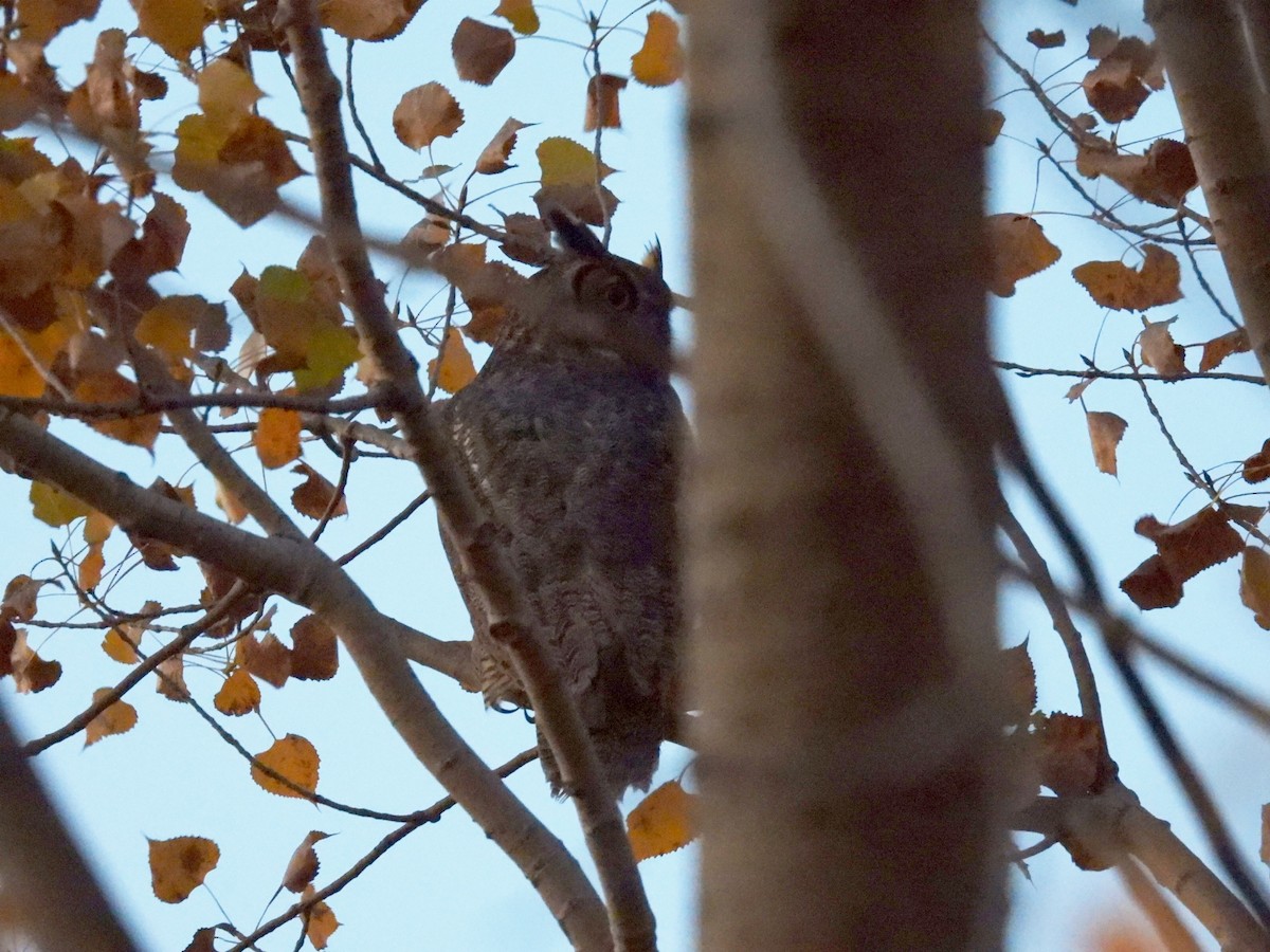 Great Horned Owl - ML500896301