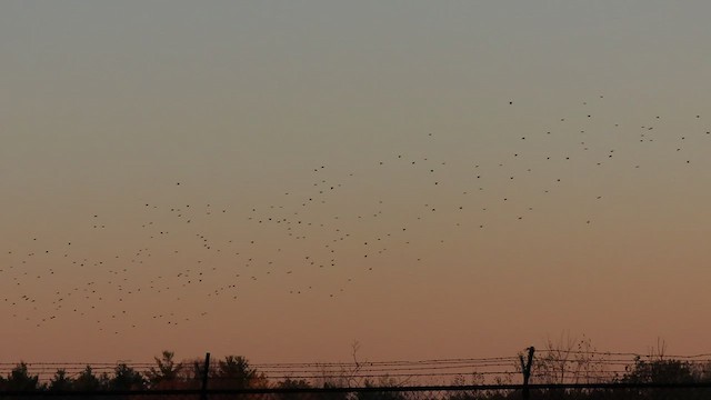 Common Grackle - ML500896541