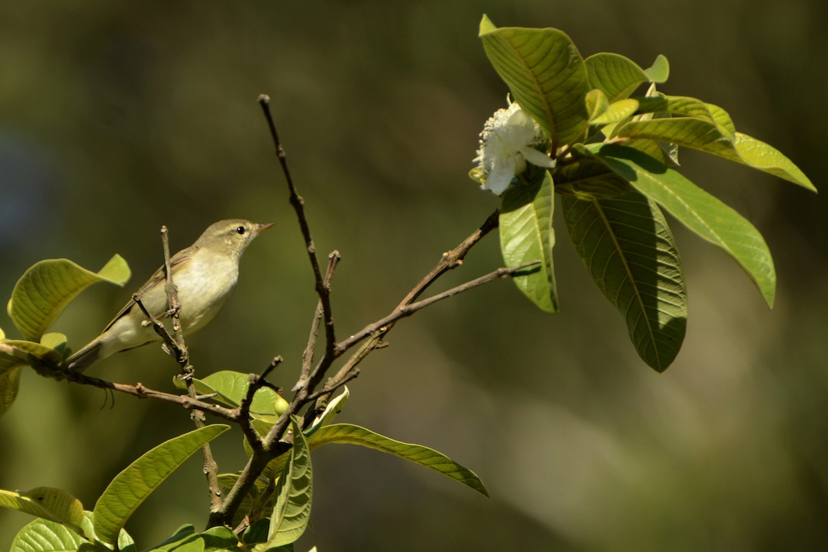 Greenish Warbler - Panchapakesan Jeganathan