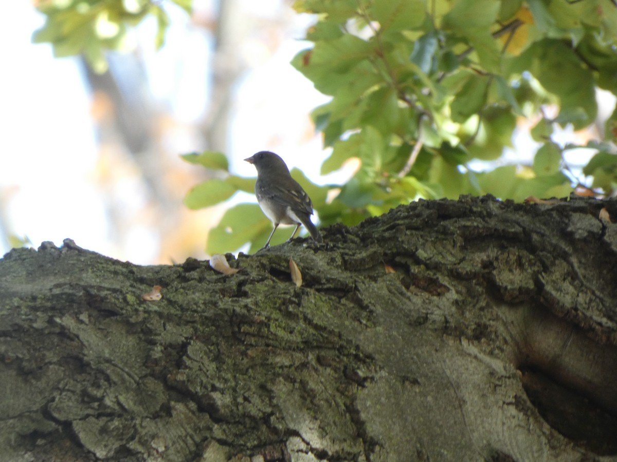 Junco Ojioscuro - ML500898121